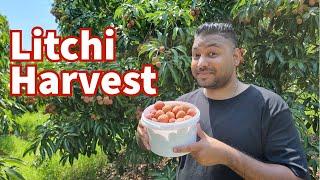 EAT AS MUCH LITCHIS AS YOU WANT AT THE LITCHI HARVEST IN BALLITO