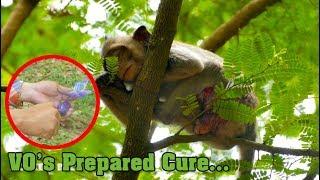 VO's Prepared Cure For Adult Monkey Asean But He Keep Resting On Top Tree - Monkey Buzz 551