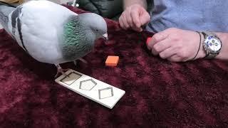 How I trained pet Pigeon to recognise shapes...