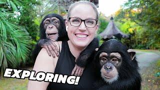 A DAY PLAYING WITH BABY CHIMPANZEES!