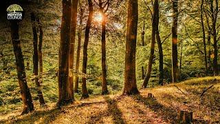 Relaxation music piano | Nature Forest Sounds Birds | Music to relax