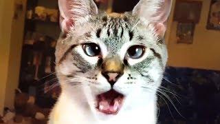 THE BEST CUTE AND FUNNY CAT VIDEOS OF 2023! 