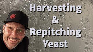 How I Harvest and Re-Pitch Yeast as a Professional Brewer!