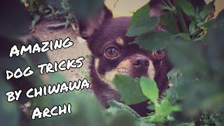 Amazing dog tricks by chiwawa Archi