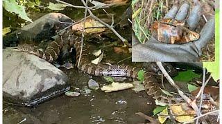 We discovered a long forgotten creek, Coca Colas, and a large snake.