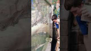 Голодный крокодил