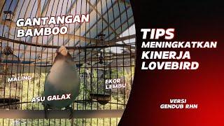 VLOG EP#4 | MENINGKATKAN KINERJA BURUNG LOVEBIRD VERSI GENDUB RHN