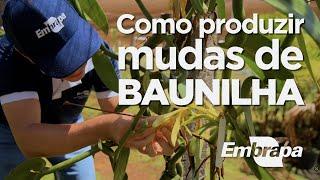 Como produzir mudas de baunilha