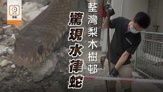 【on.cc東網】水律蛇驚現梨木樹邨　蛇王擒獲