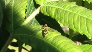 Sphaerophoria hoverfly laying eggs