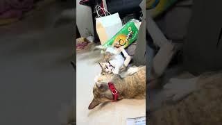 The Cat play each other 