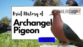 Brief History of Archangel Pigeon | Fancy Pigeon Series | TUKLASibonPH