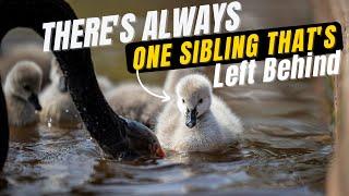 Super Cute Baby Animals - Black Swans Cygnets First Time to Water - Is One Sibling Left Behind?