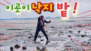 10월 23일 수도권 벌건 대낮에 낙지소굴 찾았다 영상속 위치공개! #바다생활 #해루질 #낙지