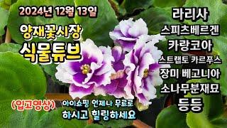 양재꽃시장 식물튜브 24년 12월 13일 입고영상 시청 하시면서 힐링타임 되시길 바라겠습니다~~~   #양재꽃시장 #식물튜브 #월동 #관엽 #식물아빠