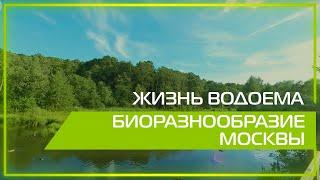 Видео 360 | Жизнь водоёма. Биоразнообразие Москвы