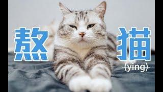 猫咪晚上总不睡，铲屎官打算把猫“熬”到服服帖帖！能成功吗？