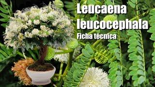 Leucaena leucocephala (Leucena) - Ficha técnica