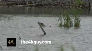 4K UHD 60fps - Eastern Kingbird (Tyrannus tyrannus) diving in water in attempt to catch a fish