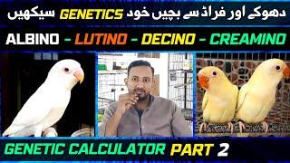 Lovebird Genetic Calculator | How to Select Albino | Lutino | Creamino | Decino | Genetics | Part 2