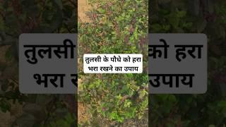Tulsi Plant Care Tips #tulsi