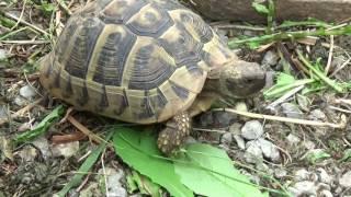 Europäische Landschildkröten richtig füttern 1