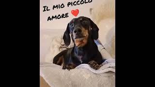 #bassotto #slinkydog #mydogismy #amore #dachshund #pelosetti #mioamore #lovedog