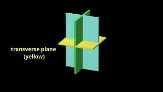 Understanding Planes and Axes of Motion