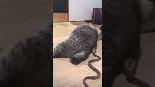 Surprised cat