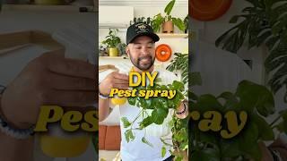 DIY pest spray for your houseplants #plants #houseplants #plantdad #plantcare