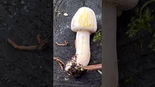 Karbol-Champignon - Agaricus xanthodermus