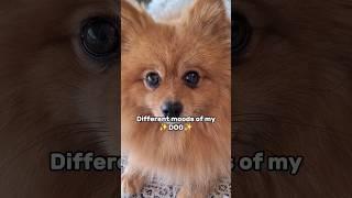 Different MOODS Of My Dog  #shorts #dog #pomeranian