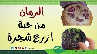 طريقة زراعة شجرة الرمان بالبذور من ثمرة رمان عادية في المنزل How to Grow Pomegranate Tree from Seed