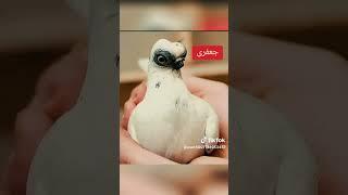 ٢٥ أبريل، ٢٠٢٥