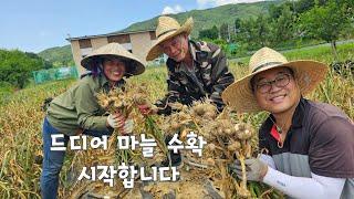 드디어 마늘 수확합니다. 여름상추 하겠다는 베트남 아내
