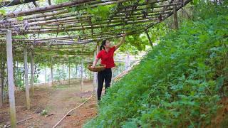 Harvesting Chayote (Su Su) at The Farm  | Market Selling & Simple Cooking | Hana Daily Life 686