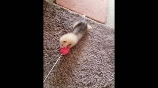 Baby Ferret playing  Full Angora 10 week old Kit #ferret #petsitter #pets