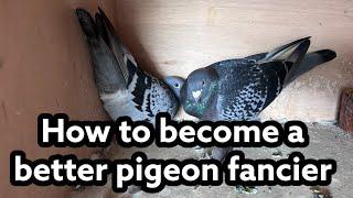 How to Become a BETTER Racing fancier | My "Secrets" about racing pigeons |