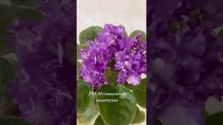 РМ-Музыкальная шкатулка #цветы #фиалки #сад #комнатныерастения #комнатныецветы