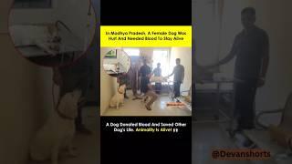A paw-some act of kindness! Dog donates blood, saves life. #AnimalityIsAlive #DogHero #Devanshorts