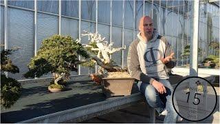 Collecting Yamadori Bonsai, Mauro Stemberger