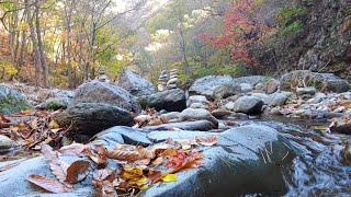 아름다운 가을 계곡물소리 자연의소리 asmr 힐링 수면