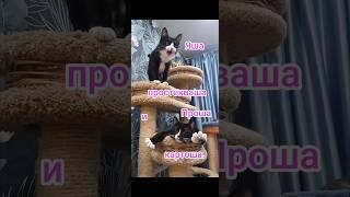 Яша простокваша и Проша картоша.