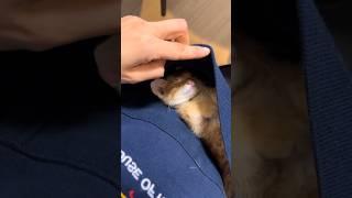 Found A Kitten On The Road 
