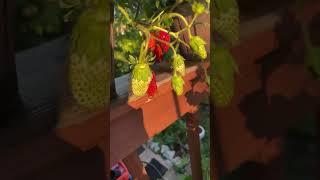 Growing a Container Strawberry Patio Garden!