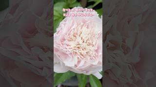 럭셔리한 최고급 아이스크림 대령이요! | 아이스크림 사랑 임병수