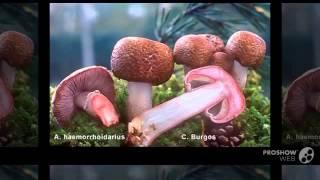 Agaricus haemorrhoidarius - fungi kingdom