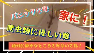 おかちゃん宅のある日の恐怖！しかし、反省しかない！