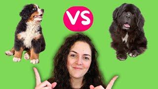 Bernese Mountain Dog vs Newfoundland - Which Dog is Best for You?