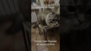 мой кот  больше не чюствуеш